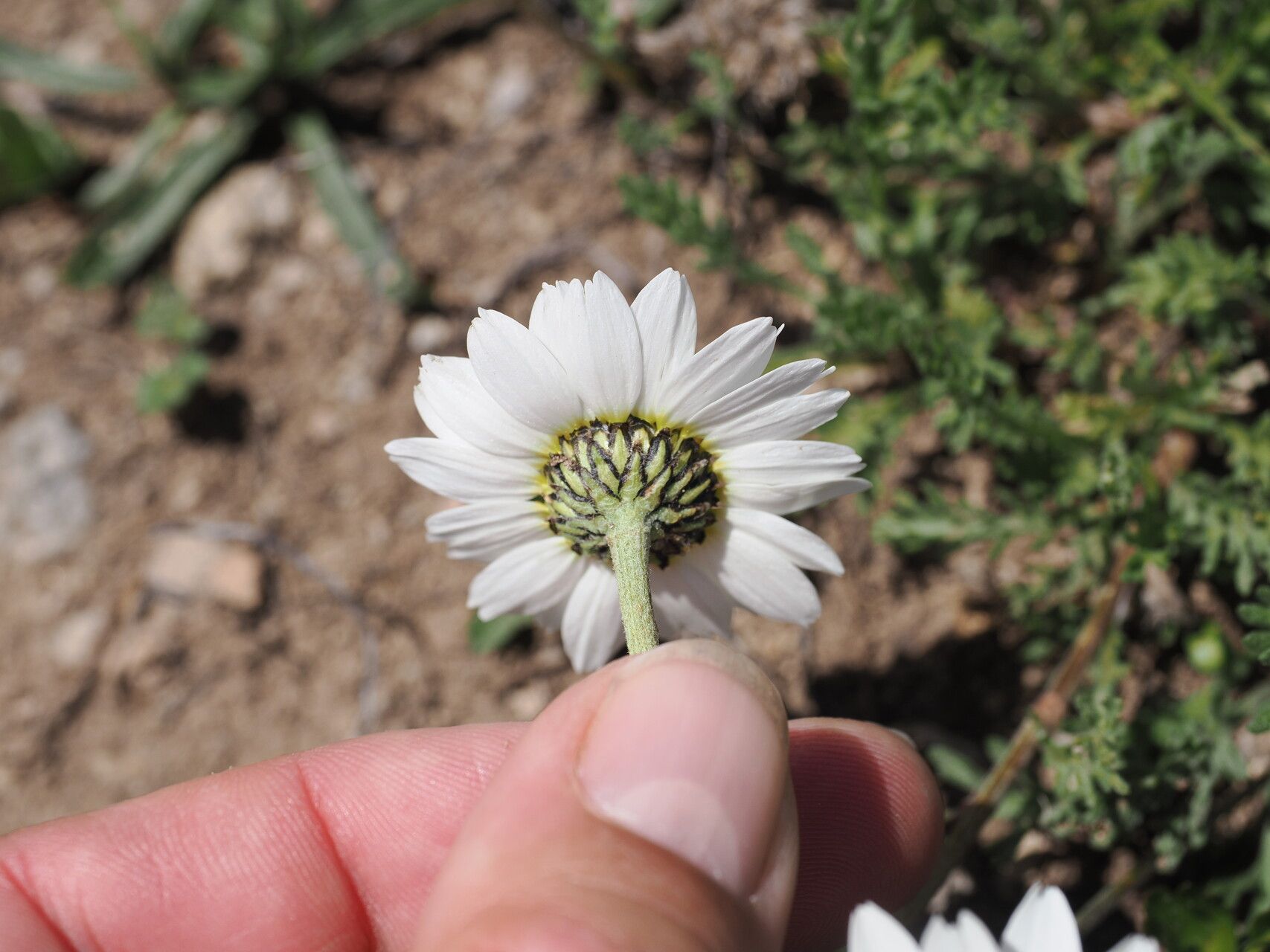 Tripleurospermum caucasicum flower