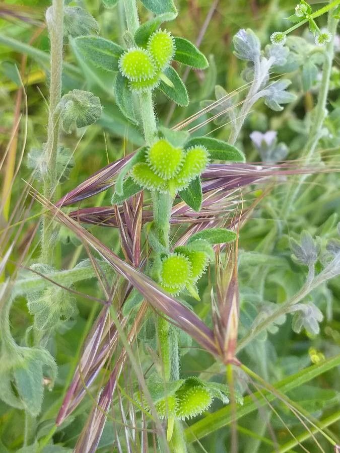 Cynoglossum creticum fruit