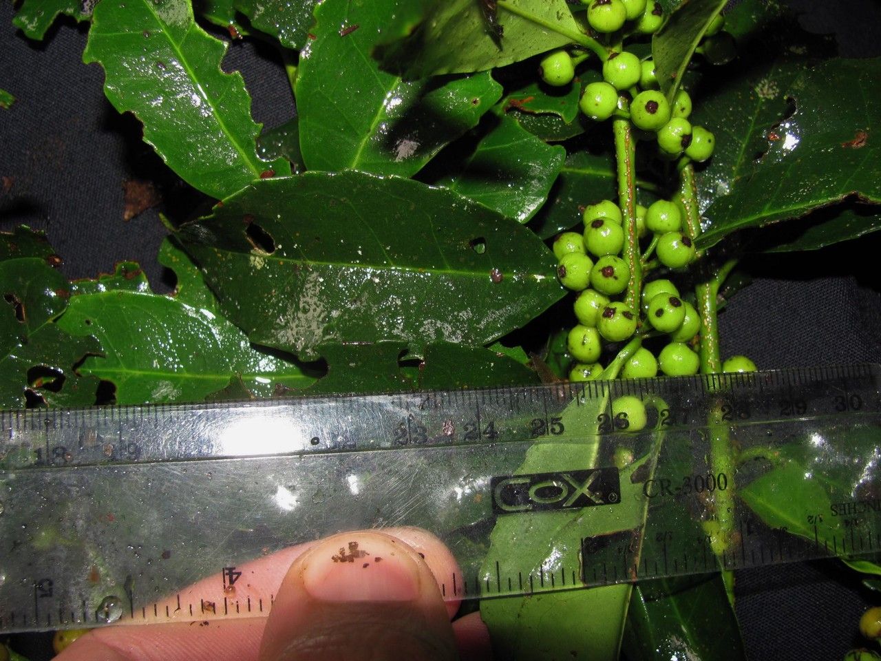 Ilex lamprophylla bark