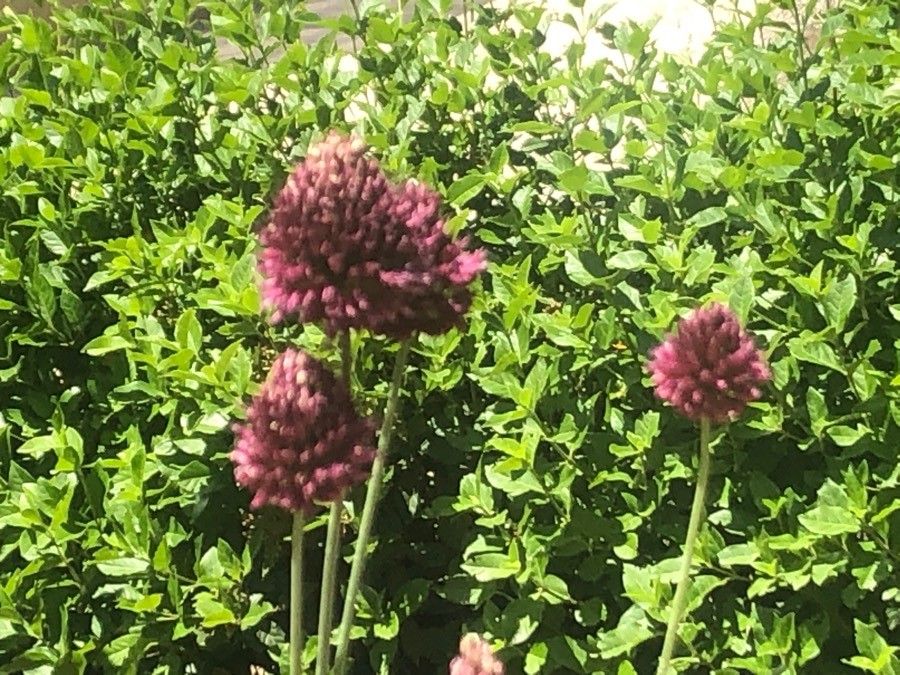Allium melananthum flower