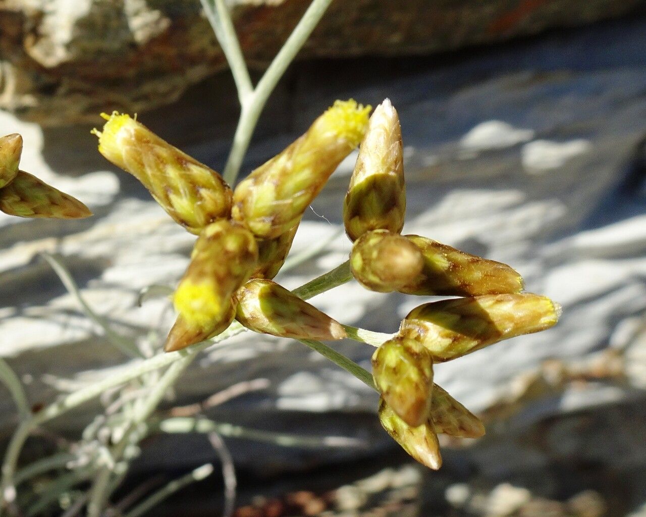 Phagnalon sordidum flower