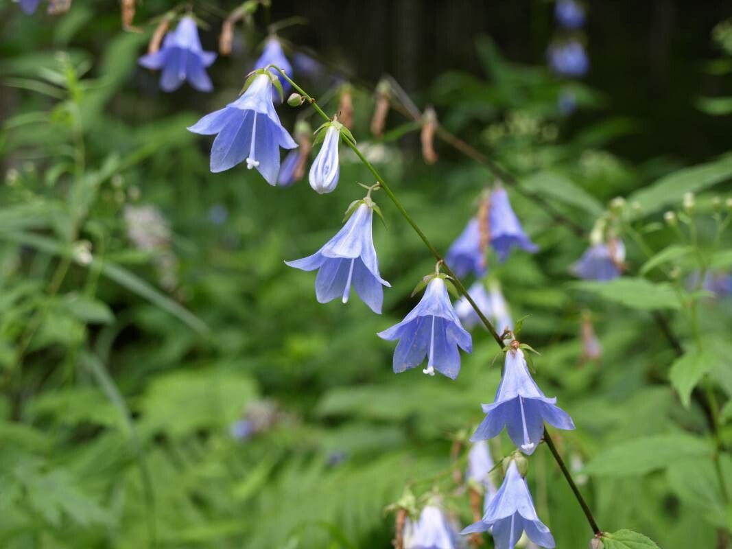 Adenophora remotiflora — related species from the same genus