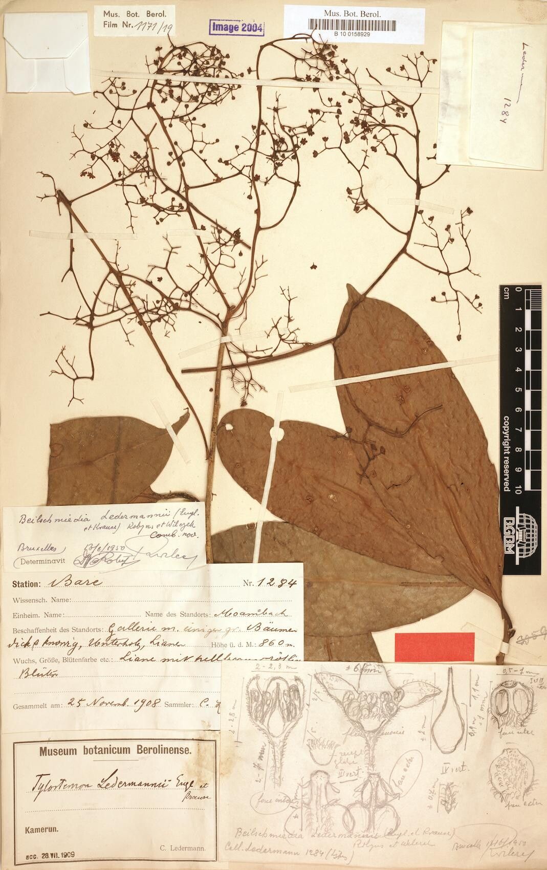 Beilschmiedia robynsiana — houseplant care guide