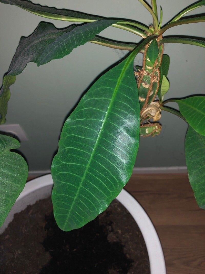 Euphorbia canuti — houseplant care guide