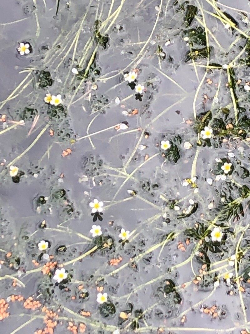 Ranunculus aquatilis flower