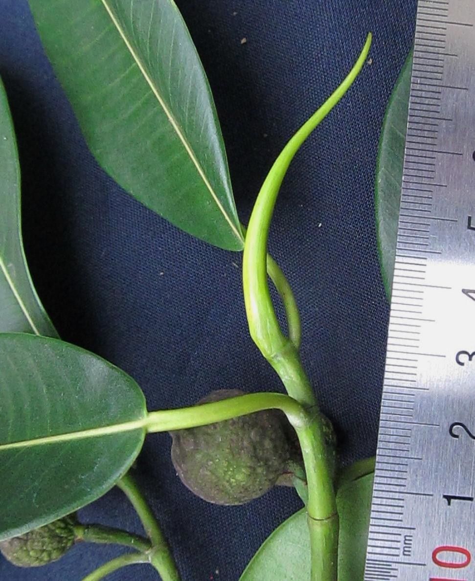 Ficus yoponensis other