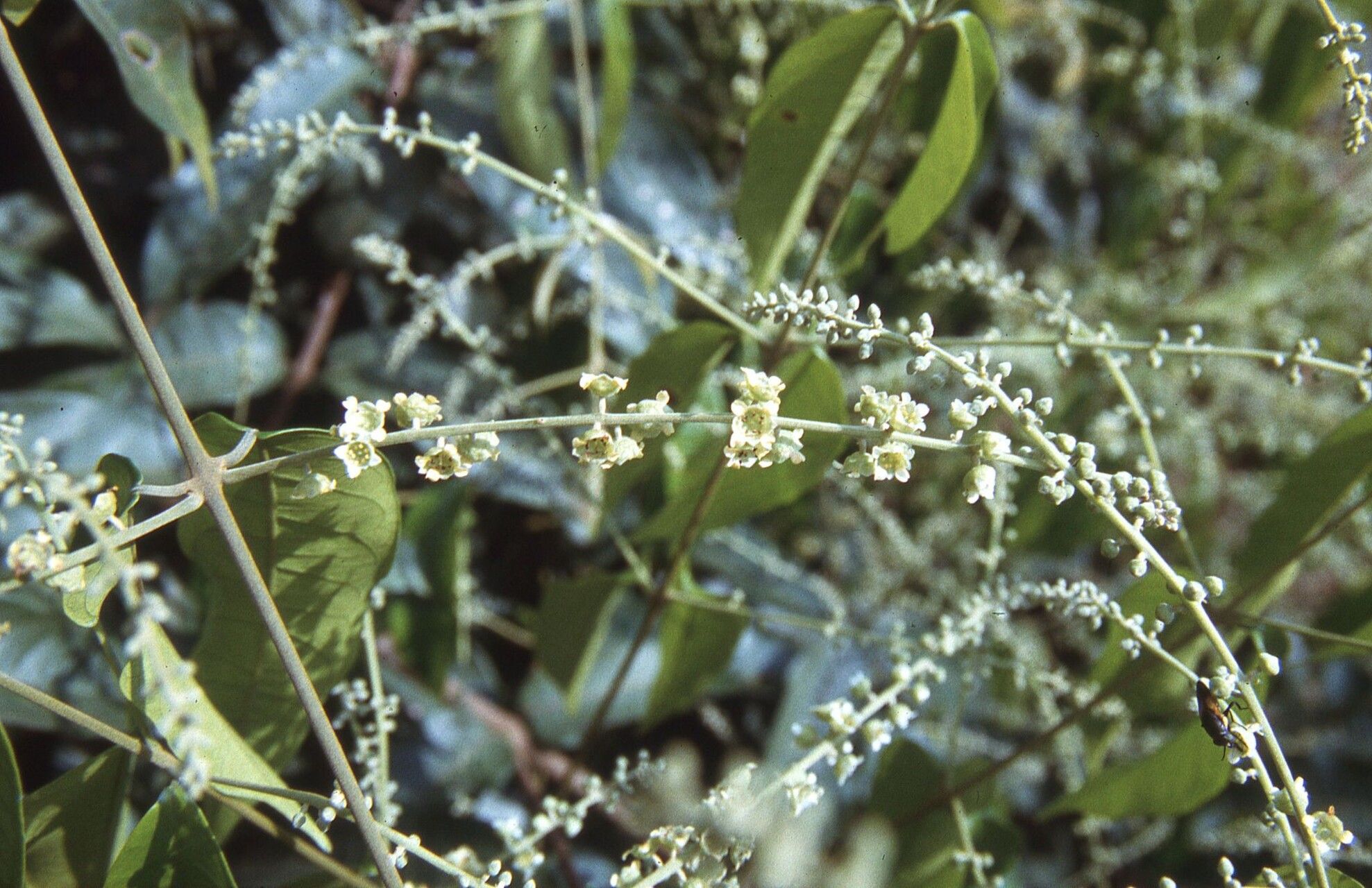 Combretum pecoense flower
