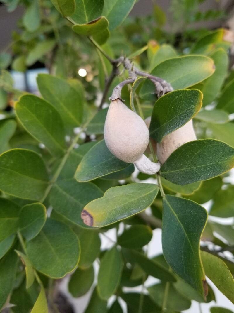 Sophora secundiflora fruit