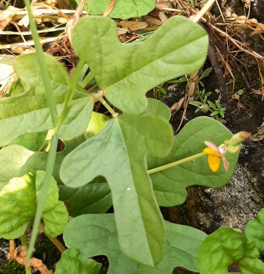 Vigna trilobata — search result for 'Vigna'