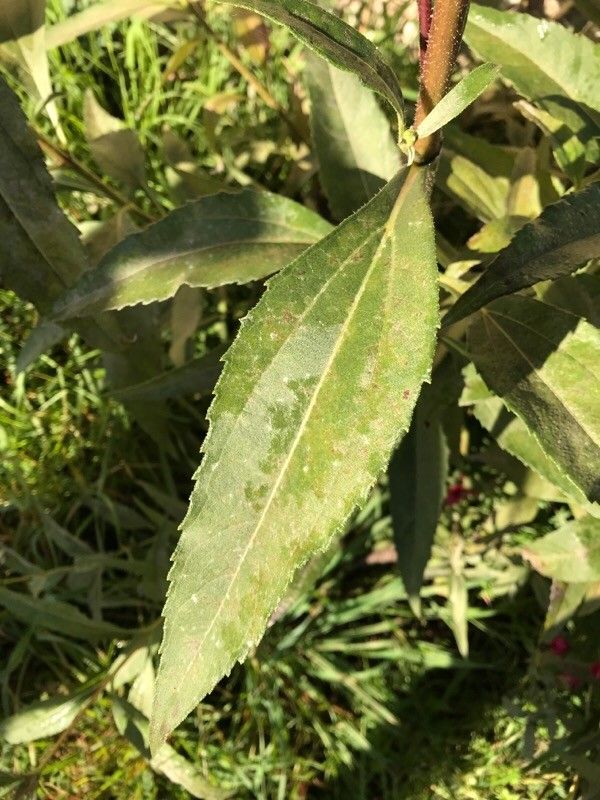 Helianthus maximiliani leaf