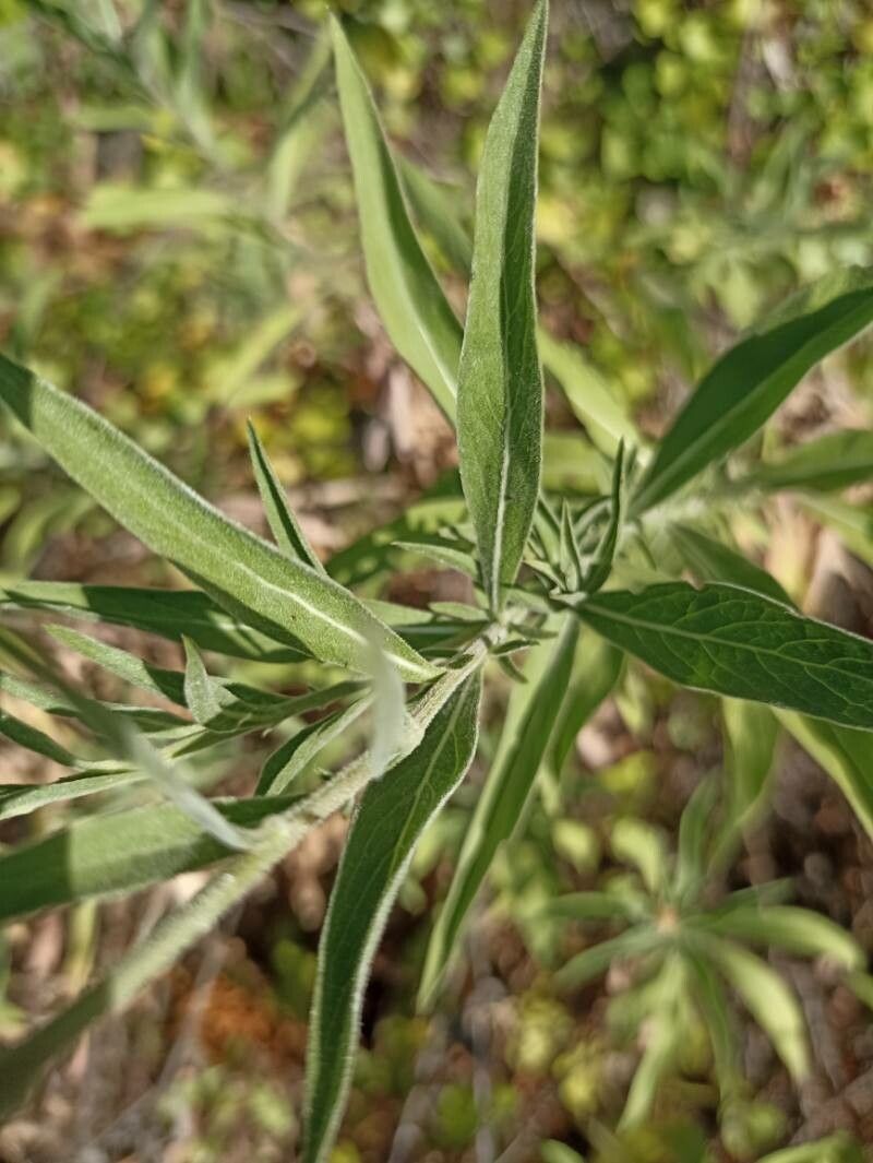 Cheirolophus sempervirens leaf