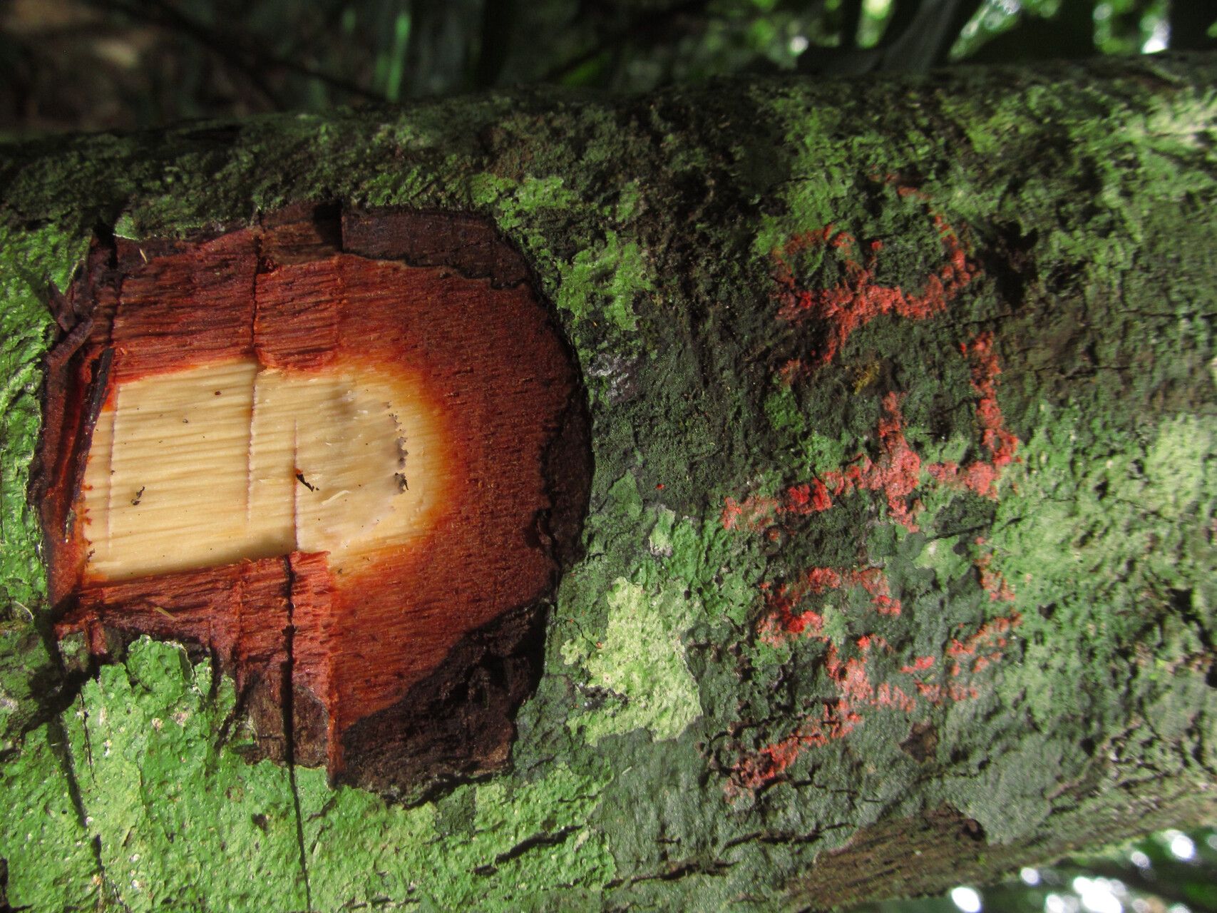 Diospyros rubicunda bark