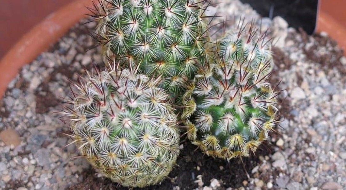 Mammillaria microhelia — search result for 'Mammillaria'