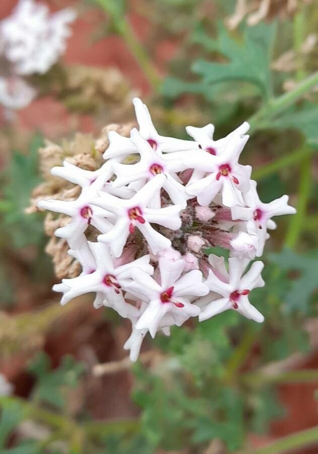 Junellia crithmifolia flower