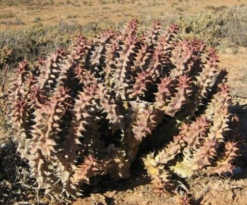 Quaqua mammillaris habit