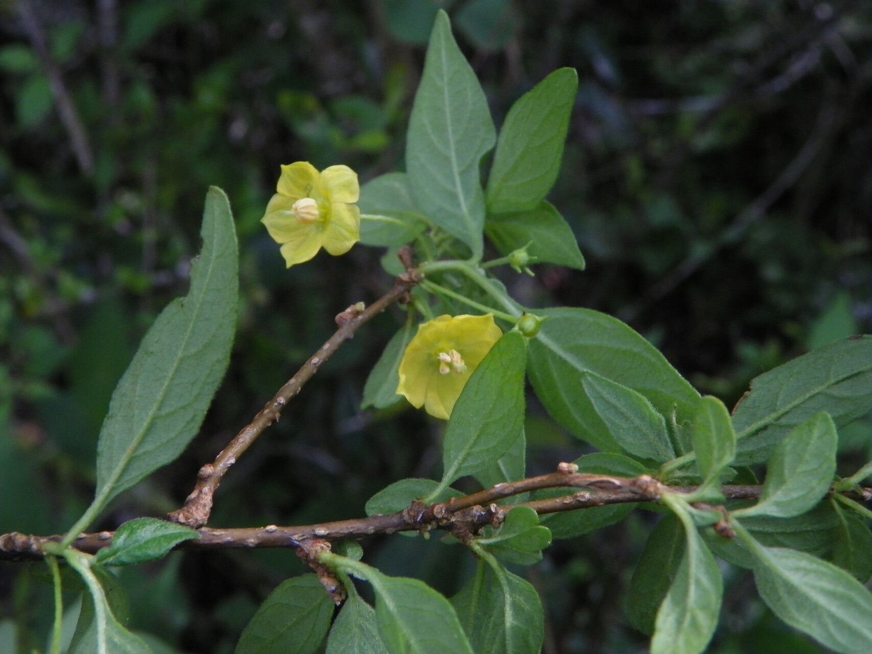 Capsicum rhomboideum — search result for 'Capsicum'