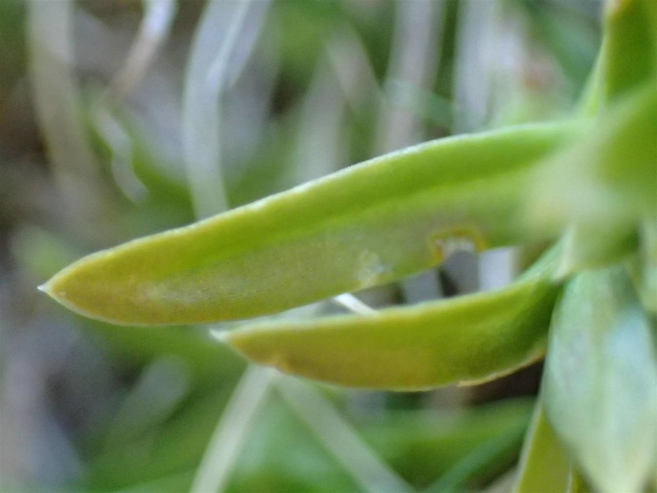 Gentiana pyrenaica fruit