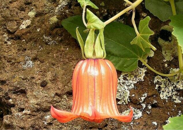 Canarina canariensis flower