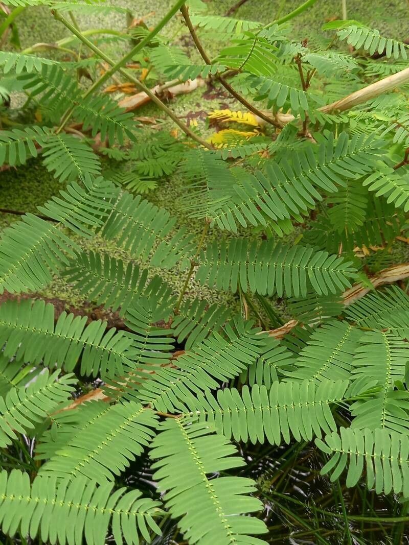 Neptunia oleracea habit