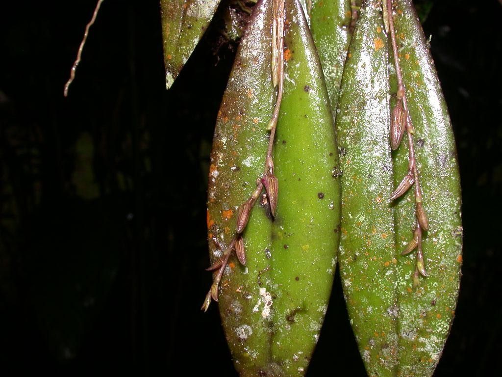 Acianthera verecunda — search result for 'Nicaragua'