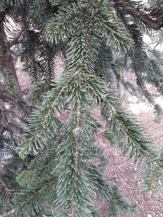 Abies alba
