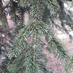 Abies alba