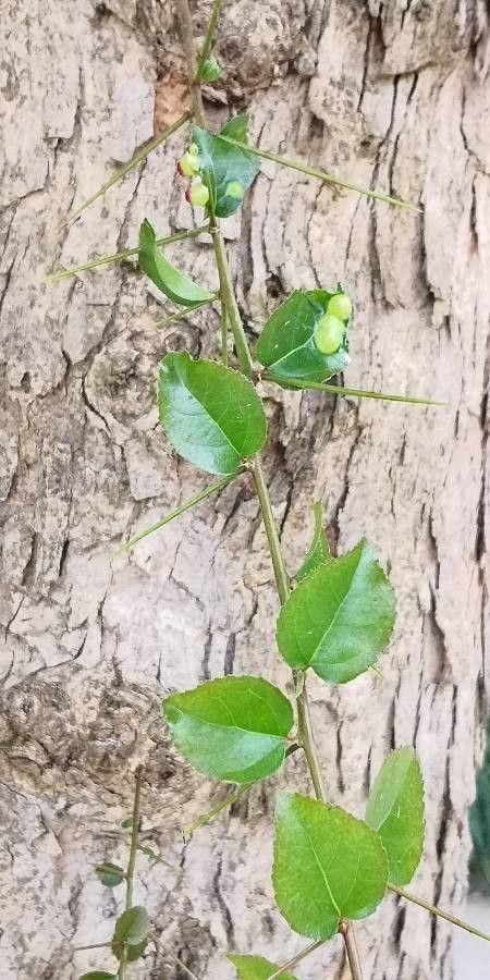 Chukrasia tabularis — search result for 'Bhutan'