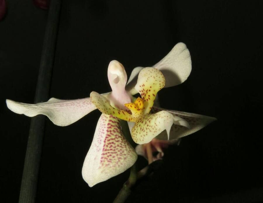 Phalaenopsis stuartiana flower