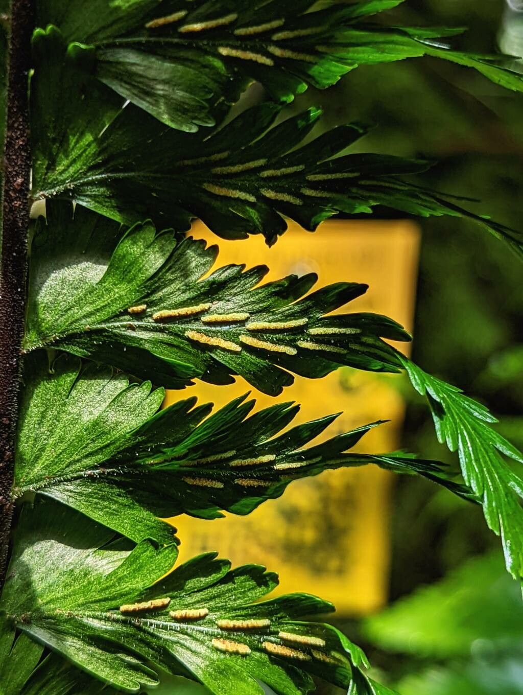 Asplenium boltonii fruit
