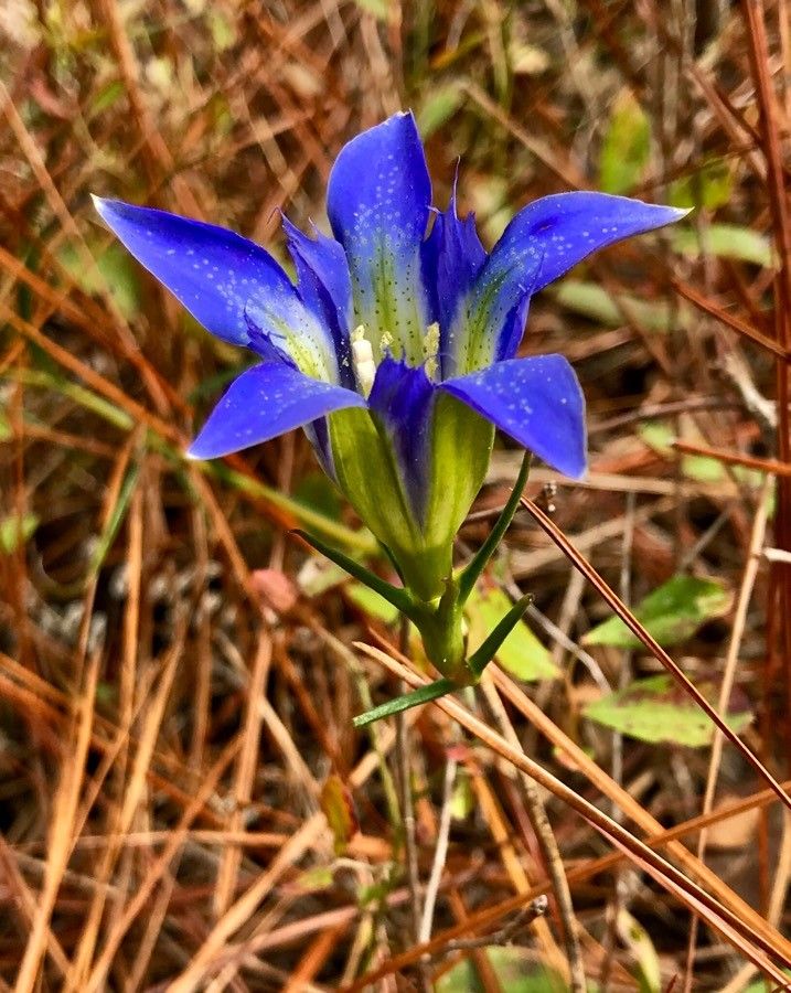 Gentiana autumnalis flower