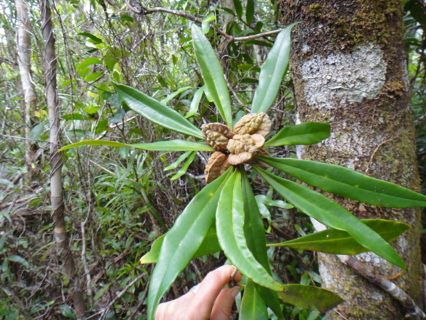 Pittosporum poueboense habit