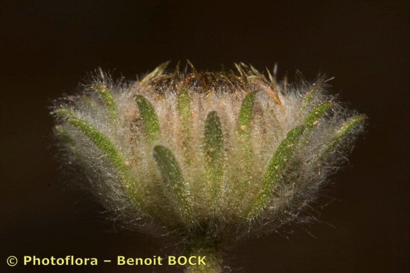 Pulicaria mauritanica fruit