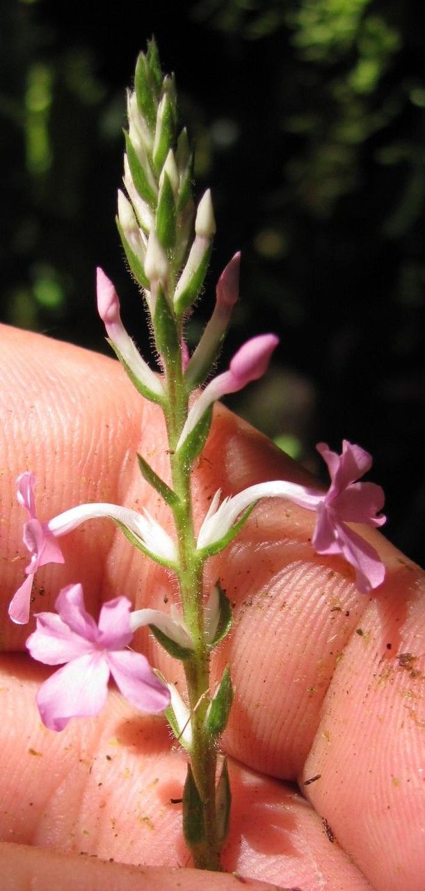 Aphelandra tonduzii other