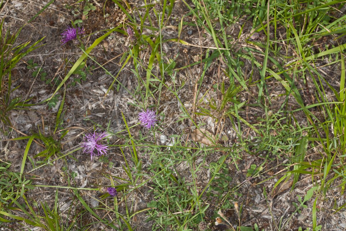 Centaurea arrigonii — houseplant care guide