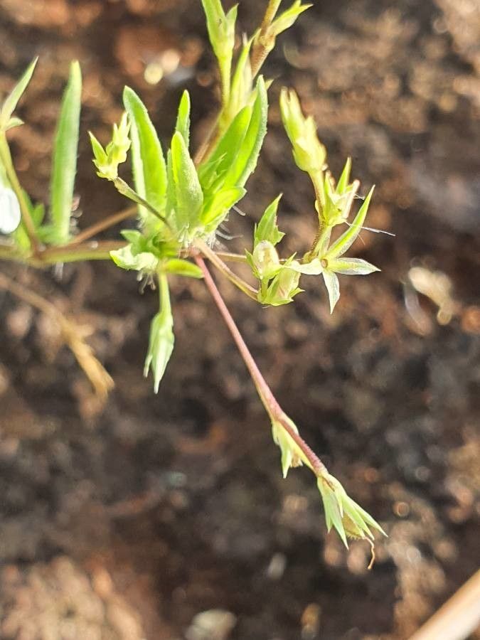 Justicia matammensis other