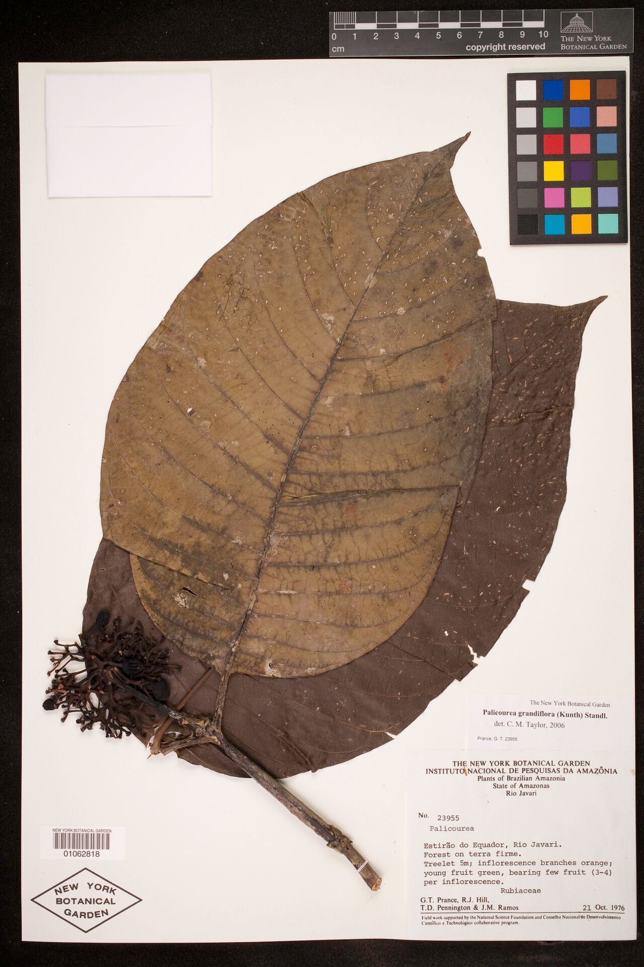 Palicourea grandiflora leaf