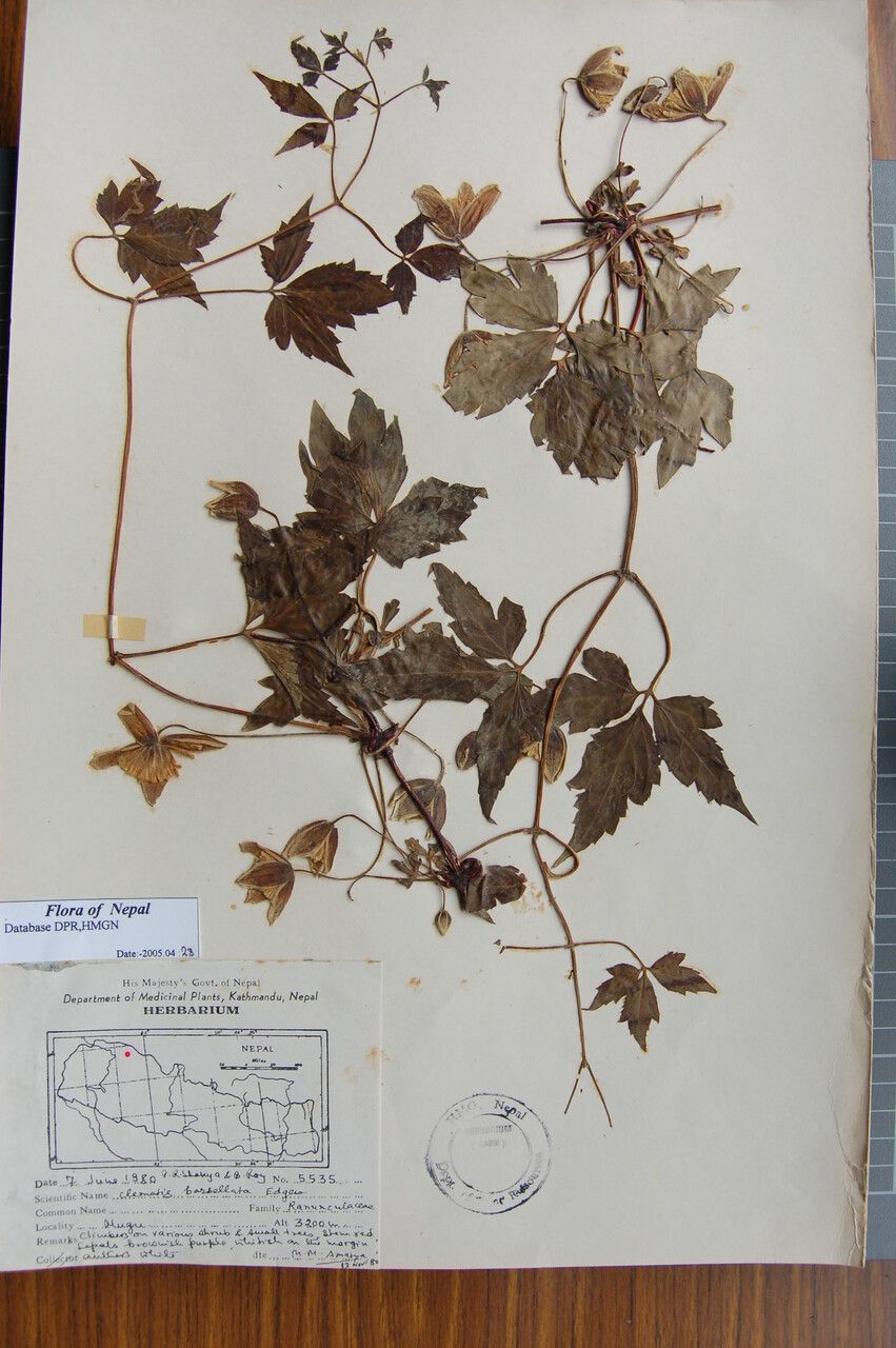 Clematis barbellata other