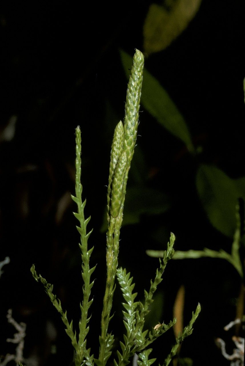 Lycopodium gayanum — search result for 'Lycopodium'