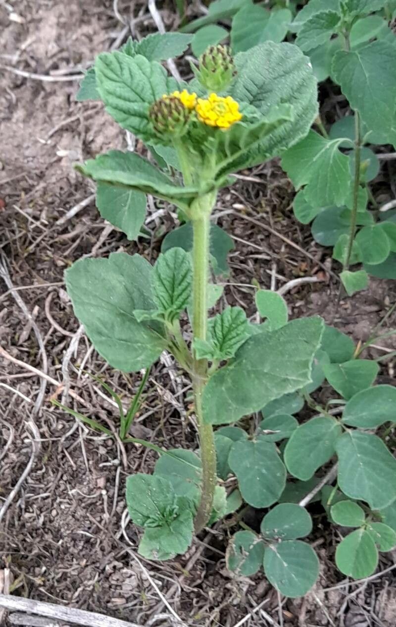 Lippia turnerifolia habit
