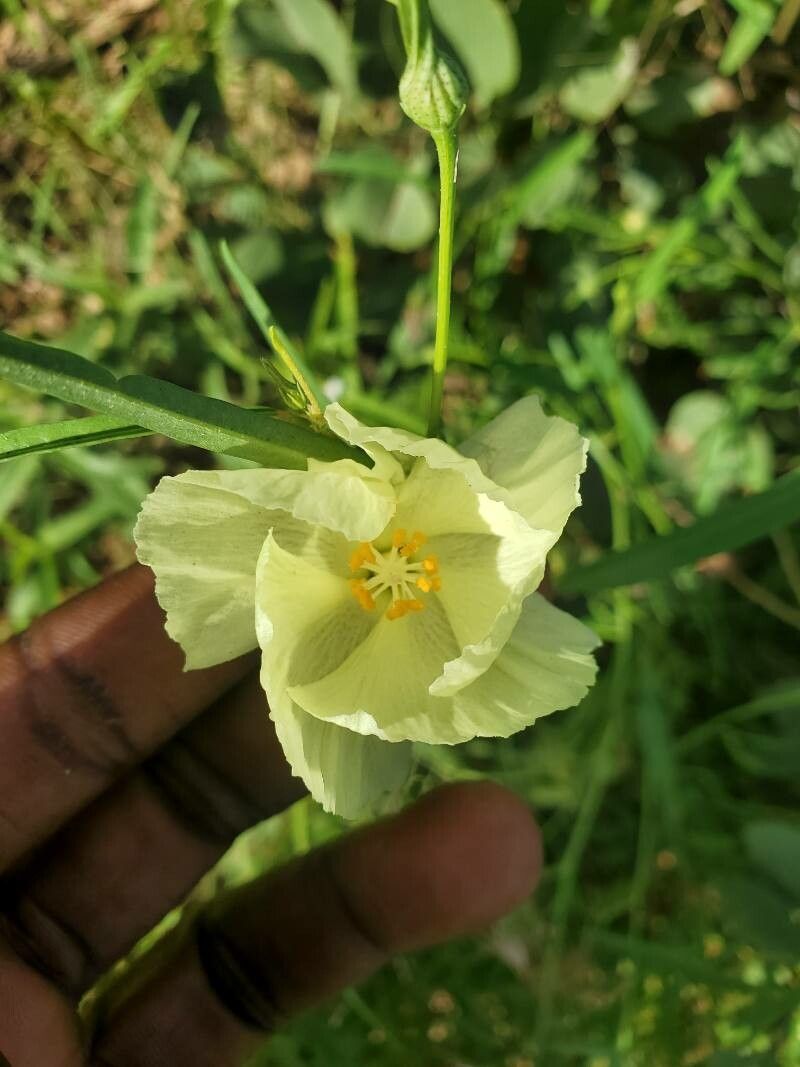 Cienfuegosia digitata flower