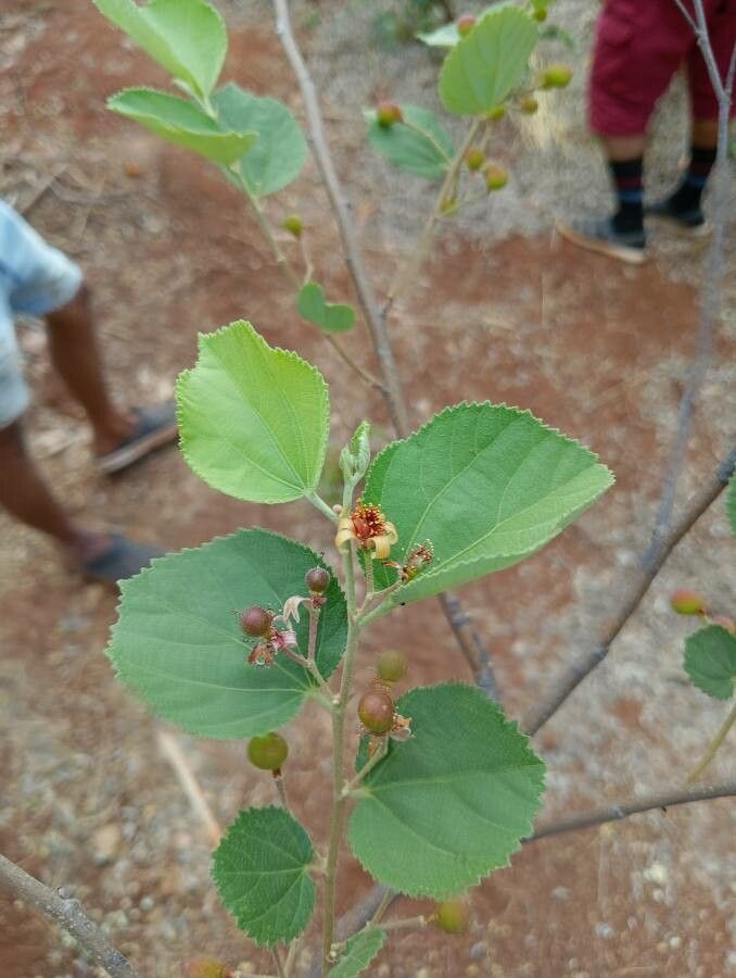 Grewia asiatica — search result for 'Grewia'