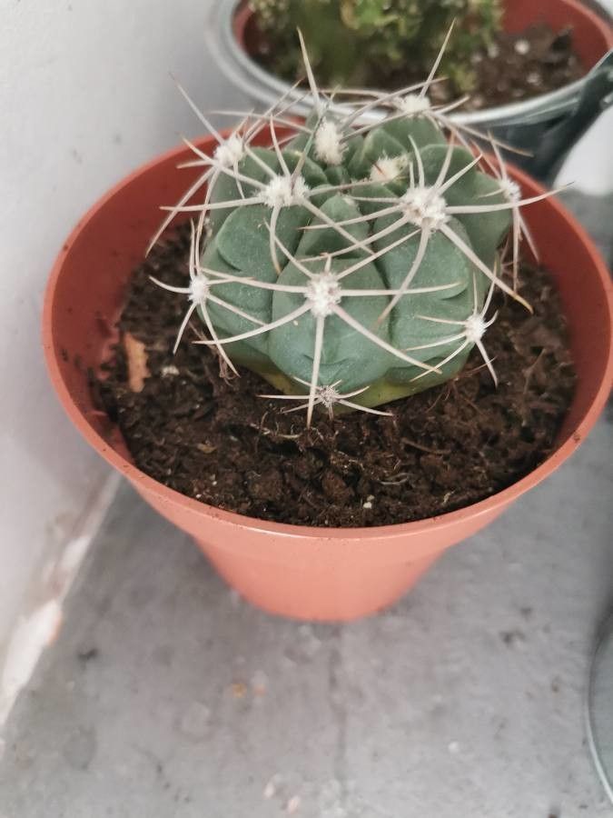 Gymnocalycium Mostii flower