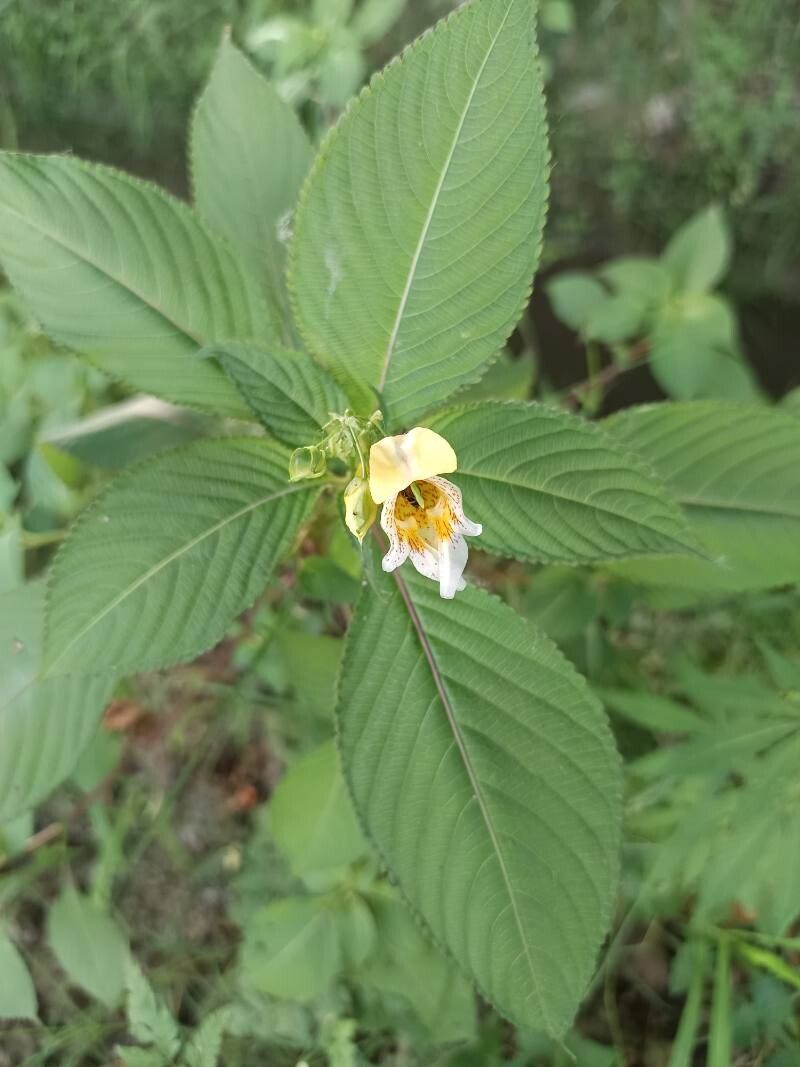 Impatiens parvifolia — houseplant care guide