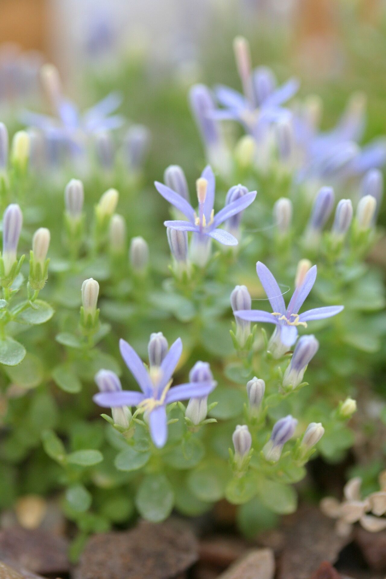 Campanula asperuloides — houseplant care guide