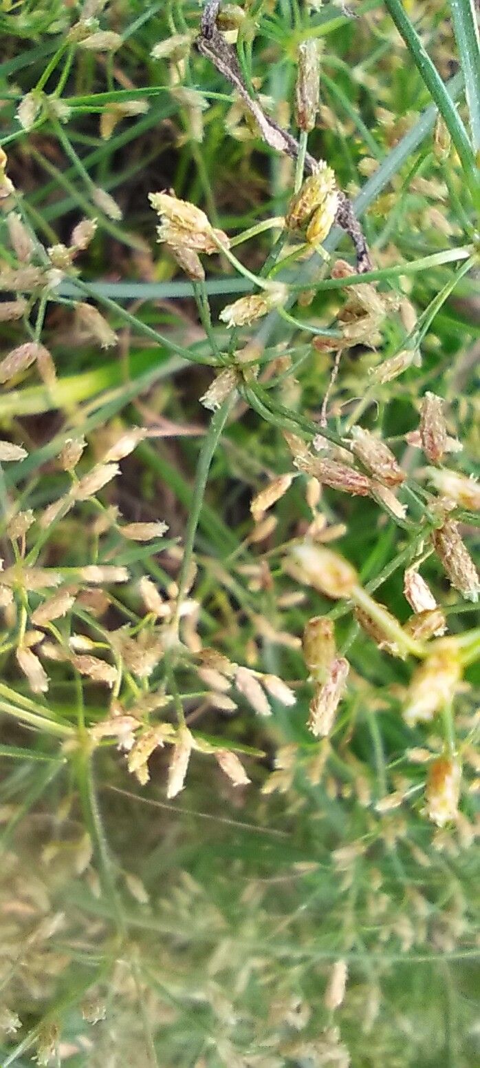 Fimbristylis bisumbellata — houseplant care guide