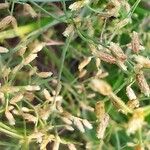 Fimbristylis bisumbellata