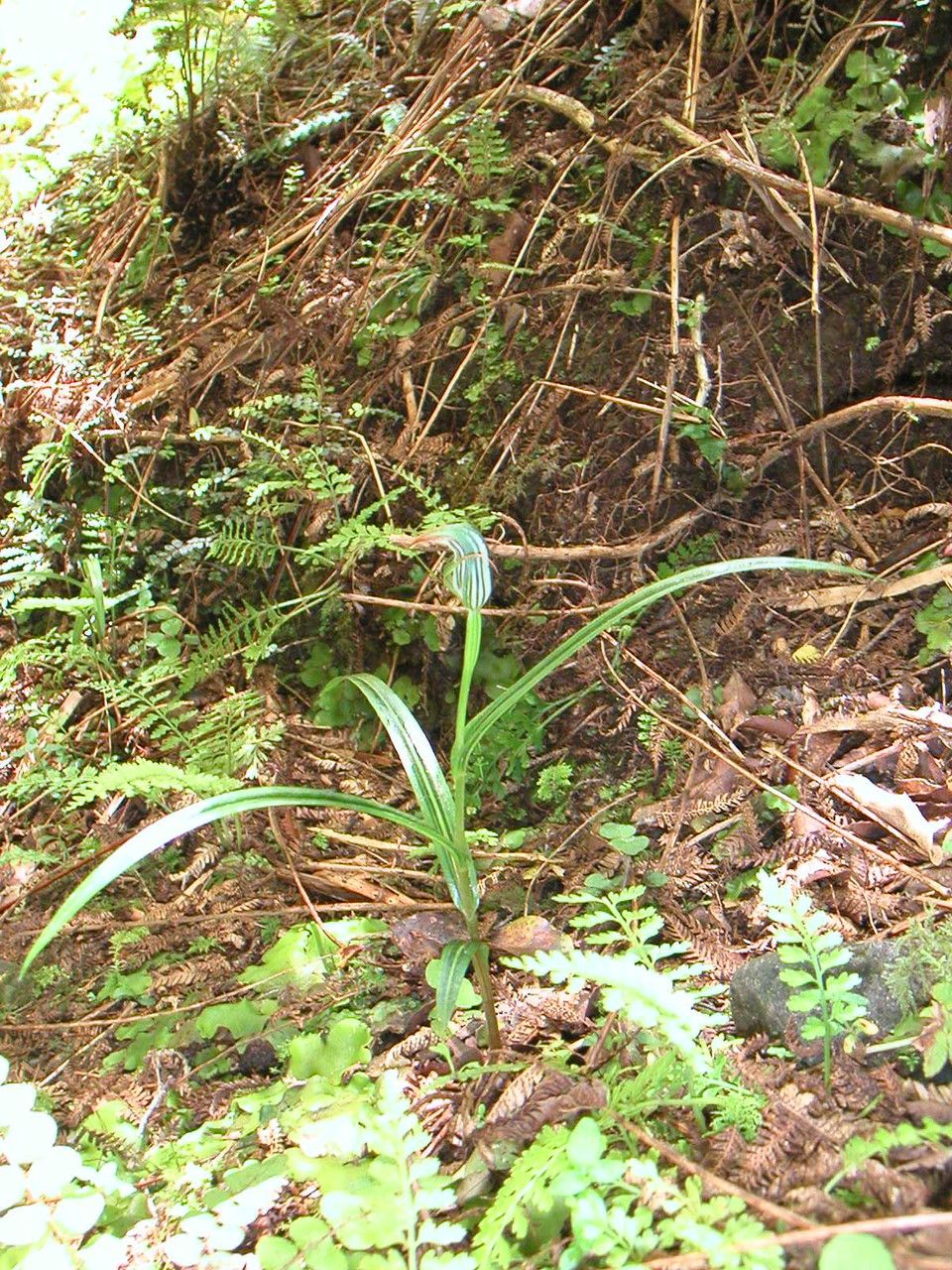 Pterostylis irsoniana — houseplant care guide