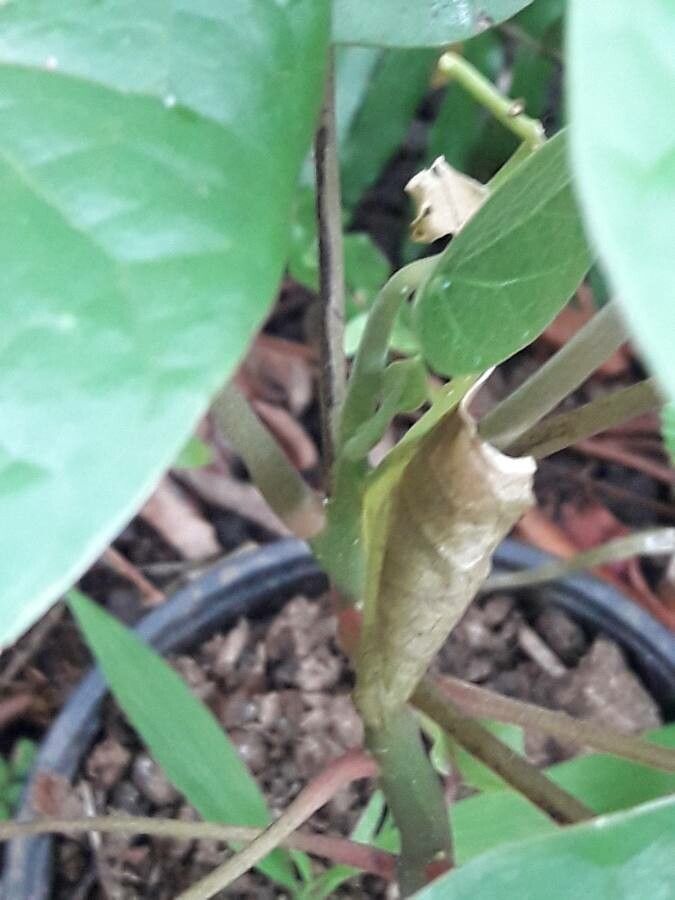 Hernandia sonora bark