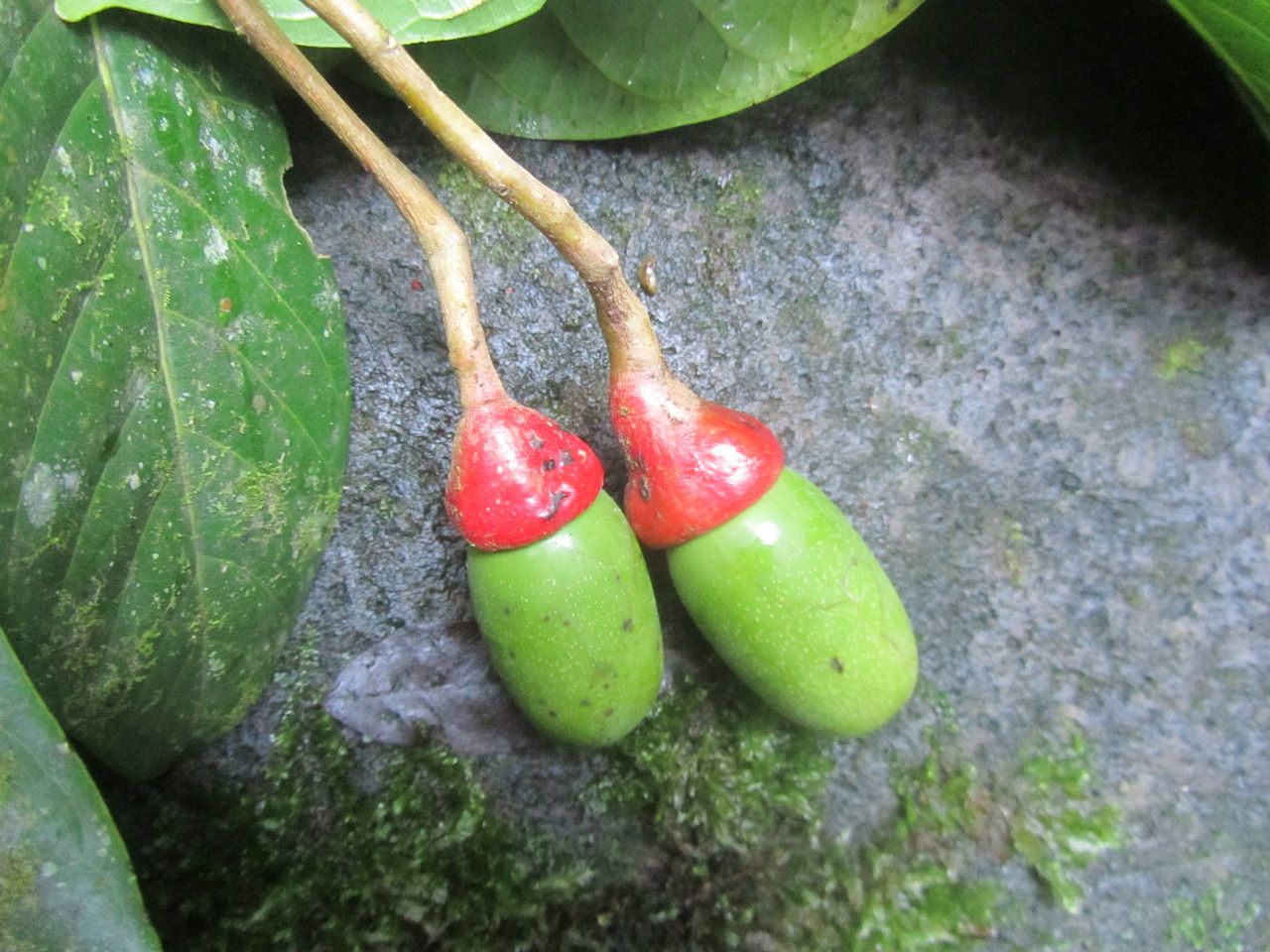 Ocotea laetevirens fruit