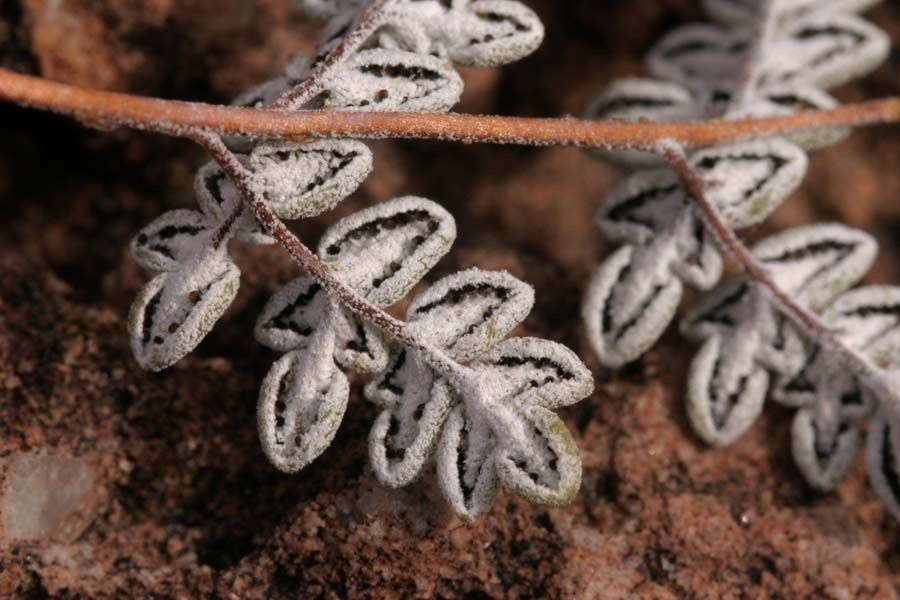 Hemionitis greggii — houseplant care guide